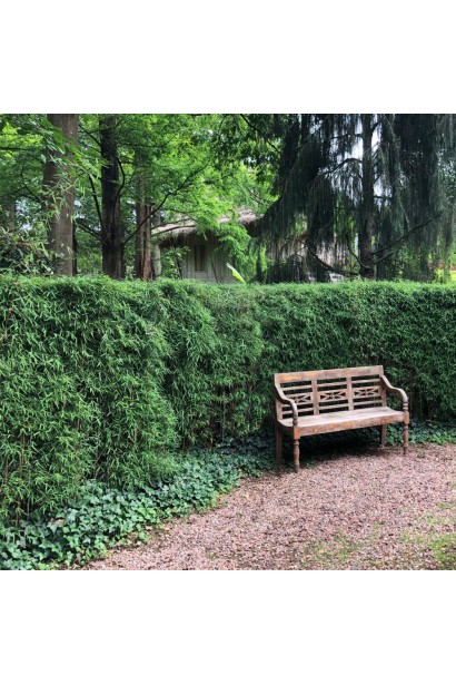 Бамбук Пінгу живопліт